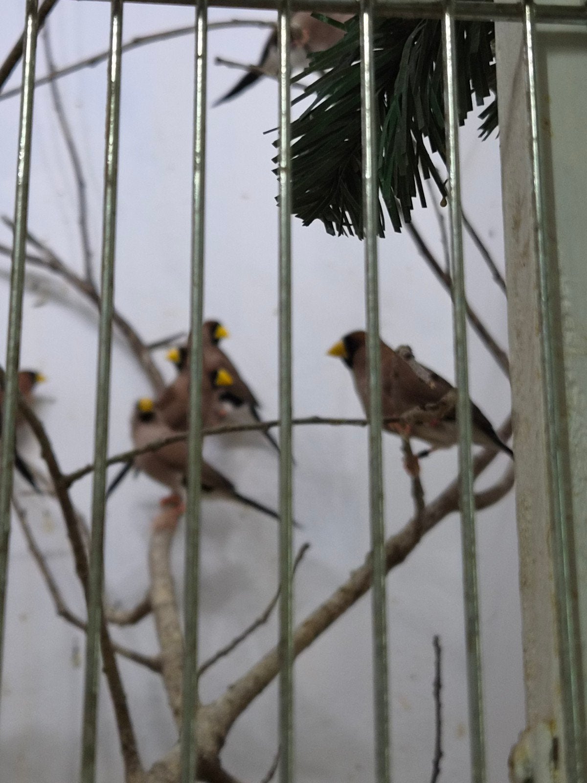 maskeramadine pop, Vrouwelijk, Tropenvogel, Geringd