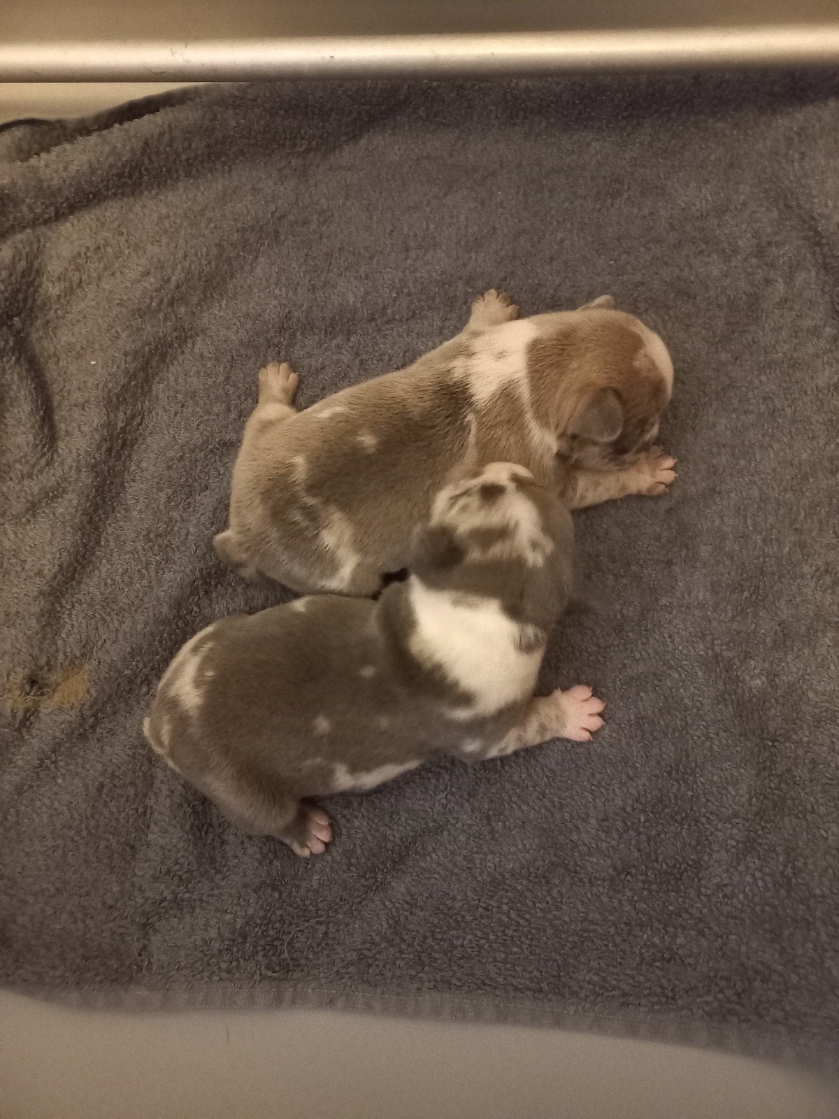 Franse bulldog pups., Overige rassen, 8 tot 15 weken, Meerdere, Meerdere dieren