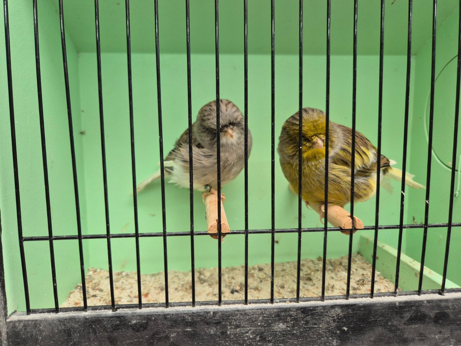gloster gladkop mannen, Meerdere dieren