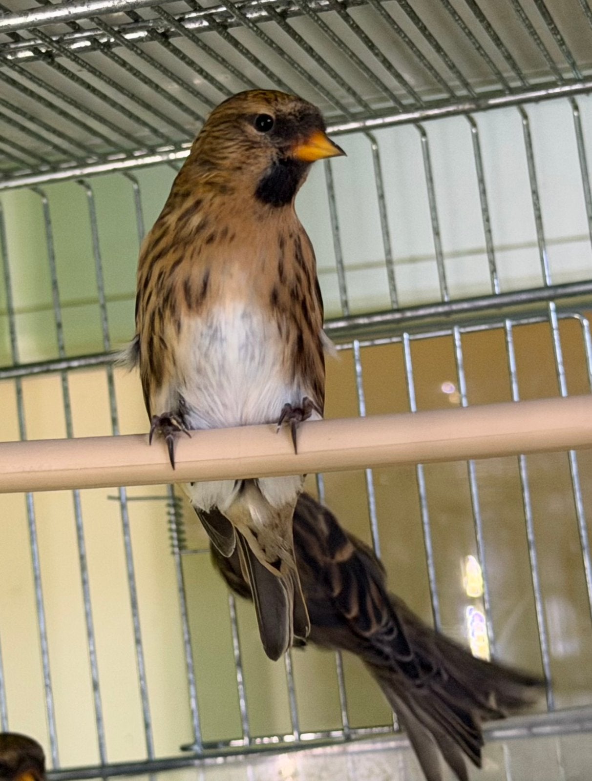 Barm Sijzen Noordse Barmsijzen, Meerdere dieren, Wildzangvogel, Geringd