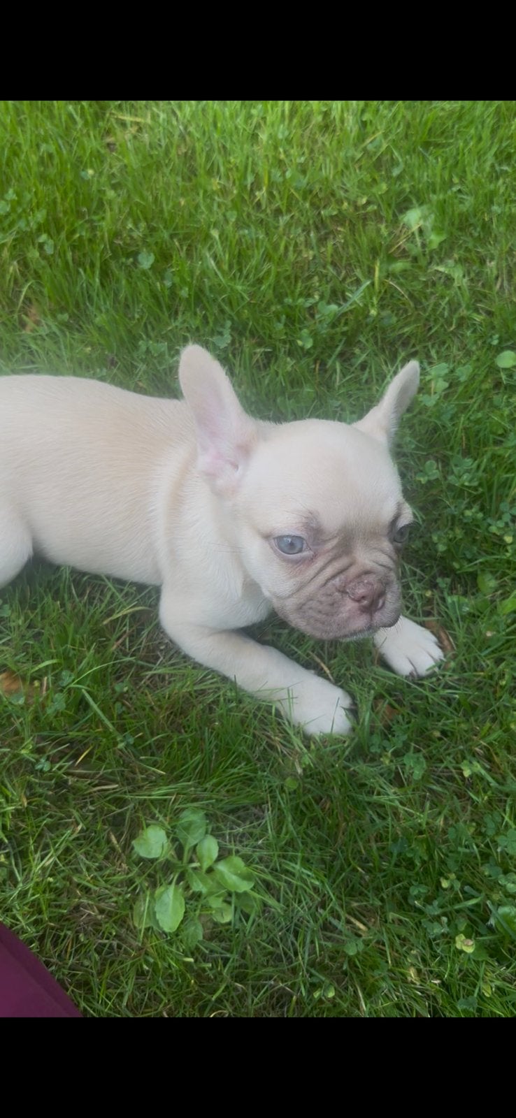 Franse bulldog, uniek dna ! (Laatste reutje), Dieren en Toebehoren, Reu, CDV (hondenziekte), 8 tot 15 weken, Bulldog