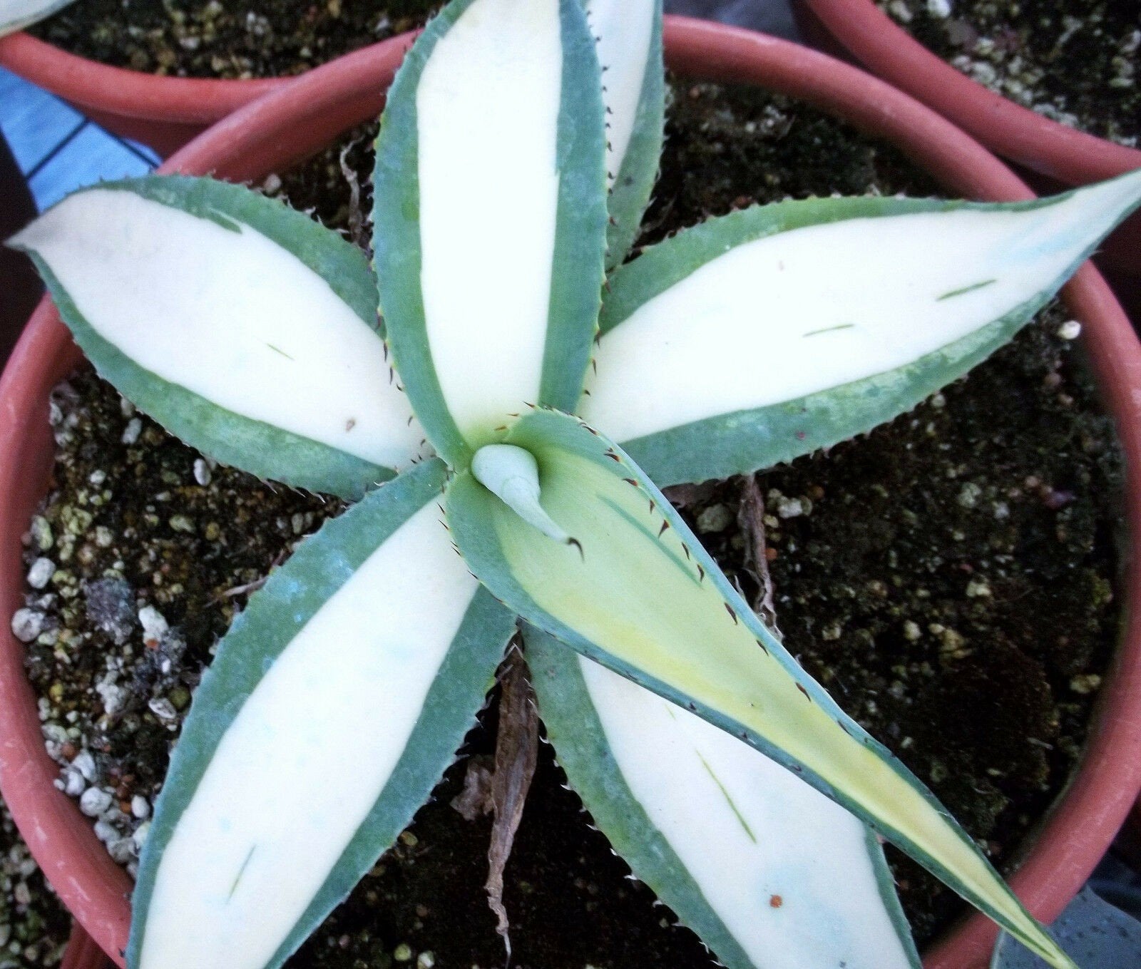 Agave Guiengola Mediopicta, Tuin en Terras, Ophalen of Verzenden, Bloeit niet, Overige soorten, Volle zon