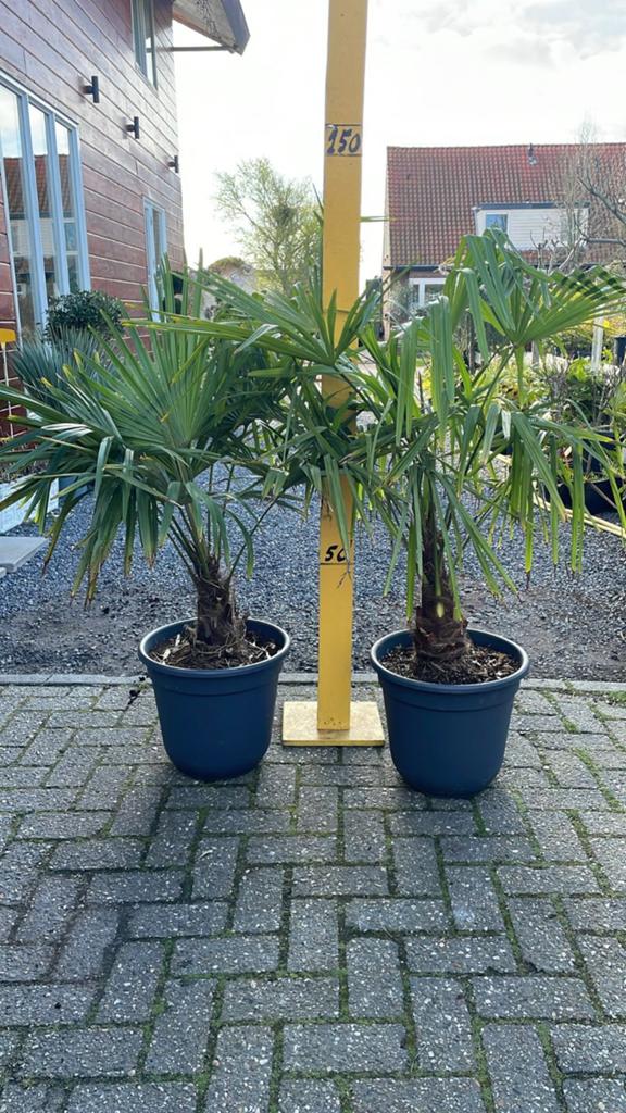 Trachycarpus Fortunei - Winterharde Palmboom, Ophalen, Overige soorten, Volle zon