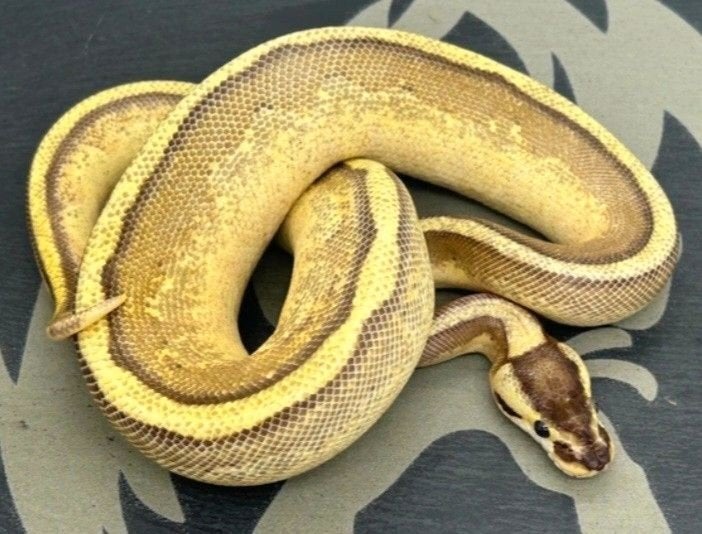 enchi specter yellowbelly, Dieren en Toebehoren, Slang, 0 tot 2 jaar
