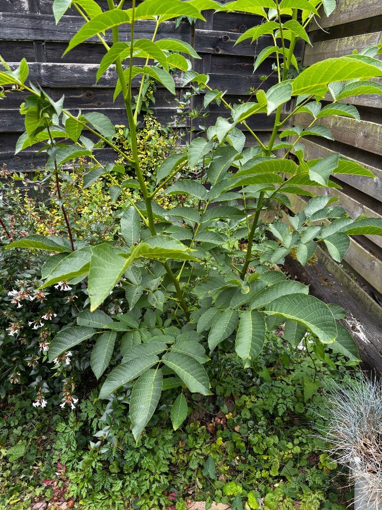 Walnoot boom, Tuin en Terras, Planten | Bomen, Ophalen, Volle zon, Overige soorten