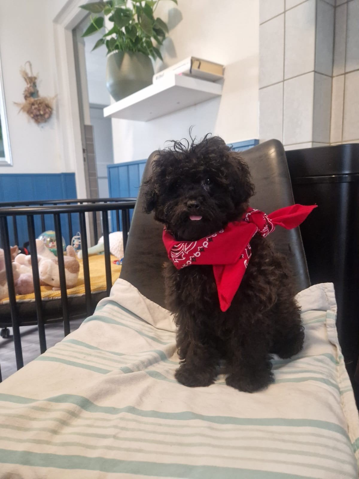 vrolijke Maltipoo pups malteser x poedel te koop, Dieren en Toebehoren, Poedel, Parvo, 8 tot 15 weken, Teef