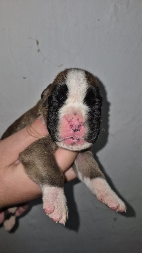 Boxer pups, Overige rassen, 8 tot 15 weken, Parvo, Meerdere