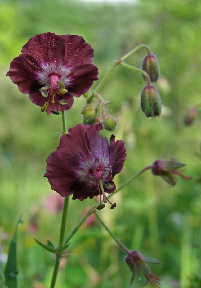 Inheems: donker rode geranium phaeum / ooievaarsbek, Volle zon, Vaste plant, Lente, Ophalen