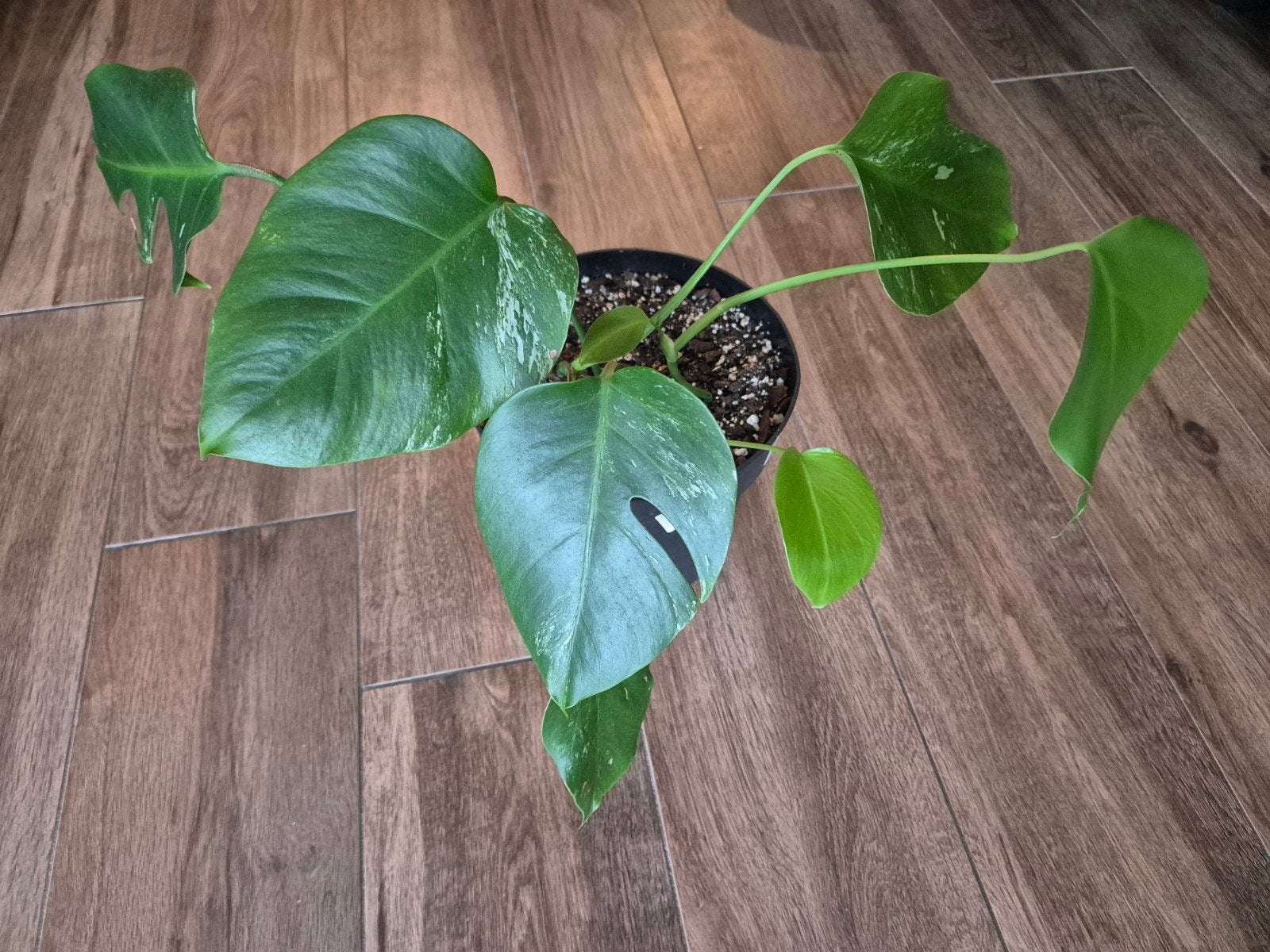 Monstera Deliciosa Variegata, Ophalen, Halfschaduw, Minder dan 100 cm