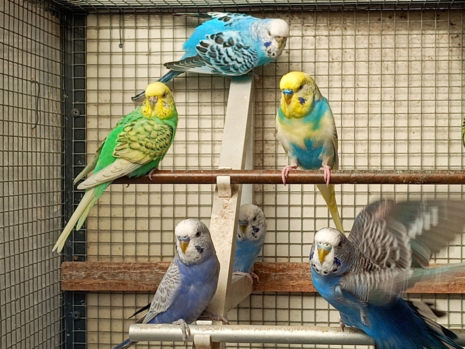 Meerdere mooie grasparkieten., Meerdere dieren, Parkiet