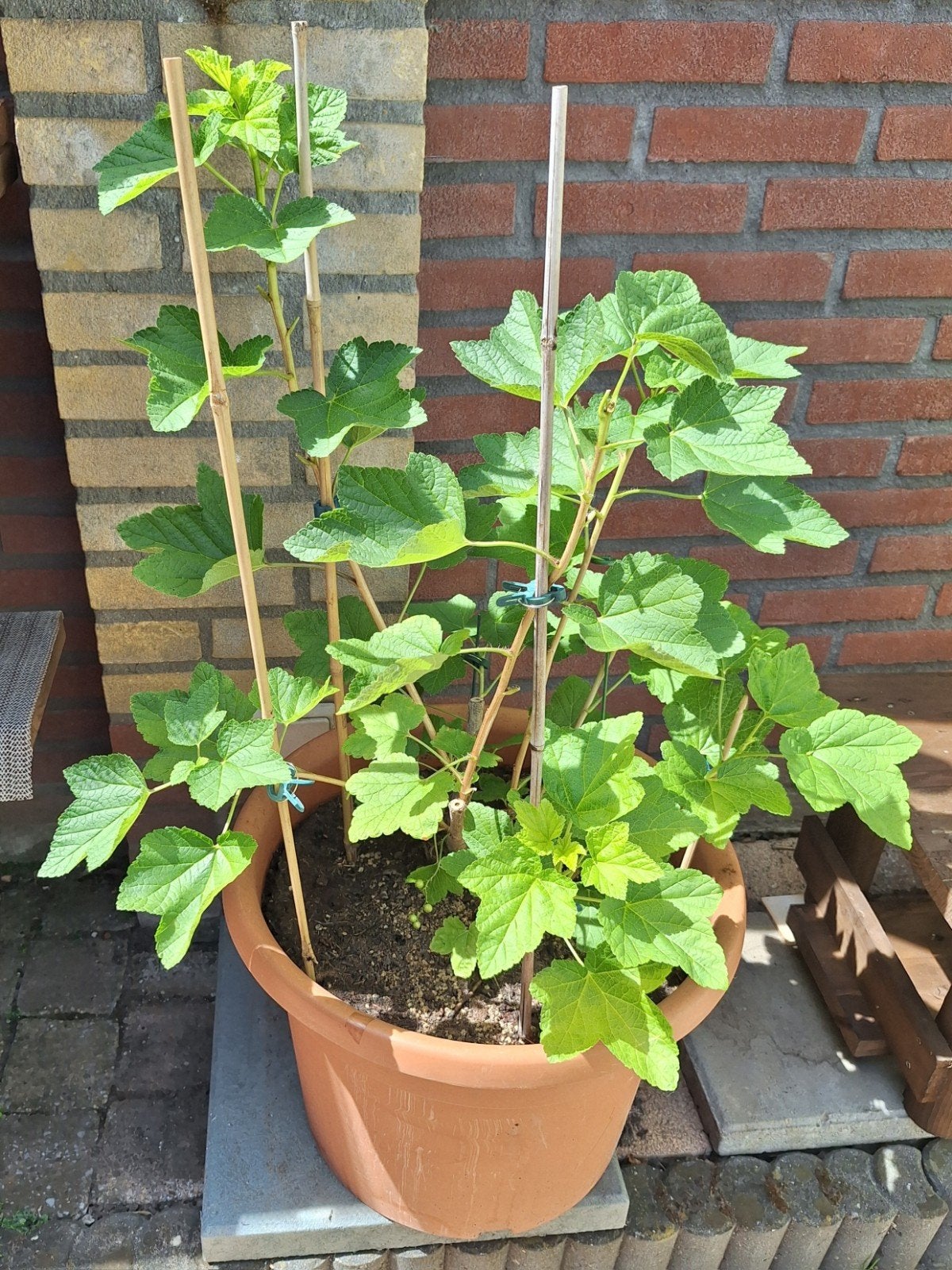 Rode aalbes (moestuin?), Ophalen, Volle zon, Vaste plant, Zomer