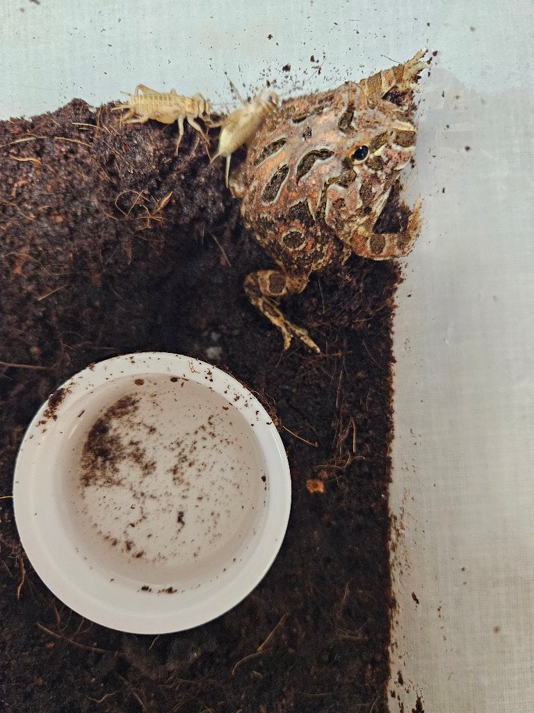 C.Cranwelli Hoornkikker, Amfibie, 0 tot 2 jaar