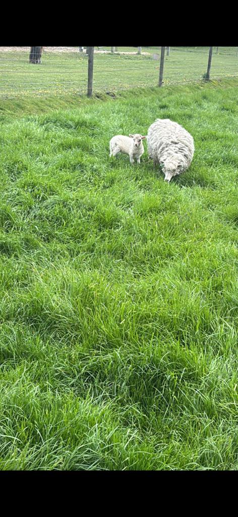 Quessant ooien met lammeren, Dieren en Toebehoren, Schapen, Geiten en Varkens, Meerdere dieren, Schaap, 0 tot 2 jaar