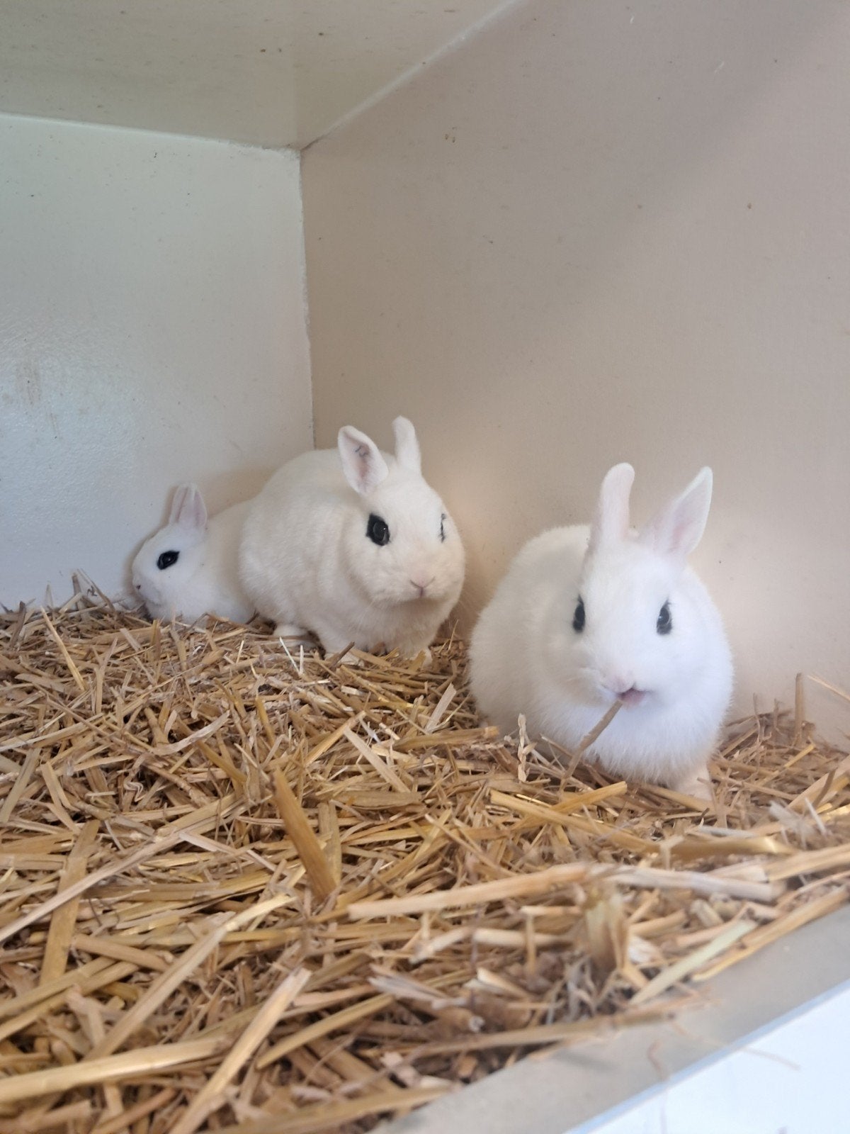 Van hotot, Dieren en Toebehoren, Konijnen, Vrouwelijk