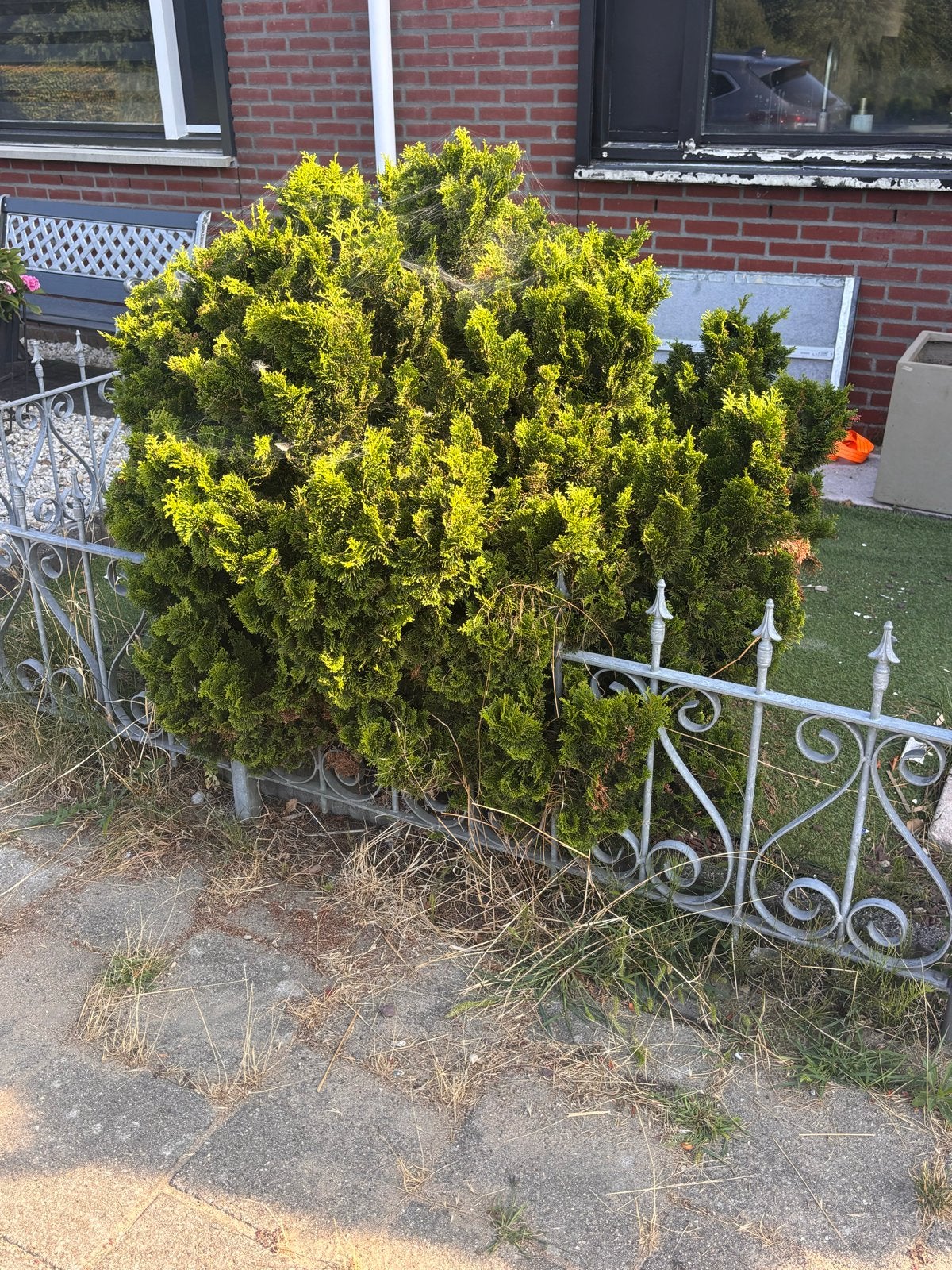 Gratis af te halen: Grote conifeer/struik, zelf verwijderen, Tuin en Terras, Ophalen, Conifeer, Struik, 100 tot 250 cm