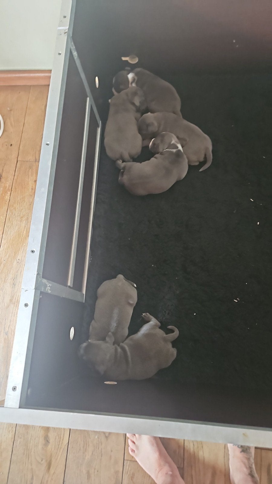 Engelse Stafford Puppy’s, Bull Terriër, 8 tot 15 weken, Parvo, Meerdere