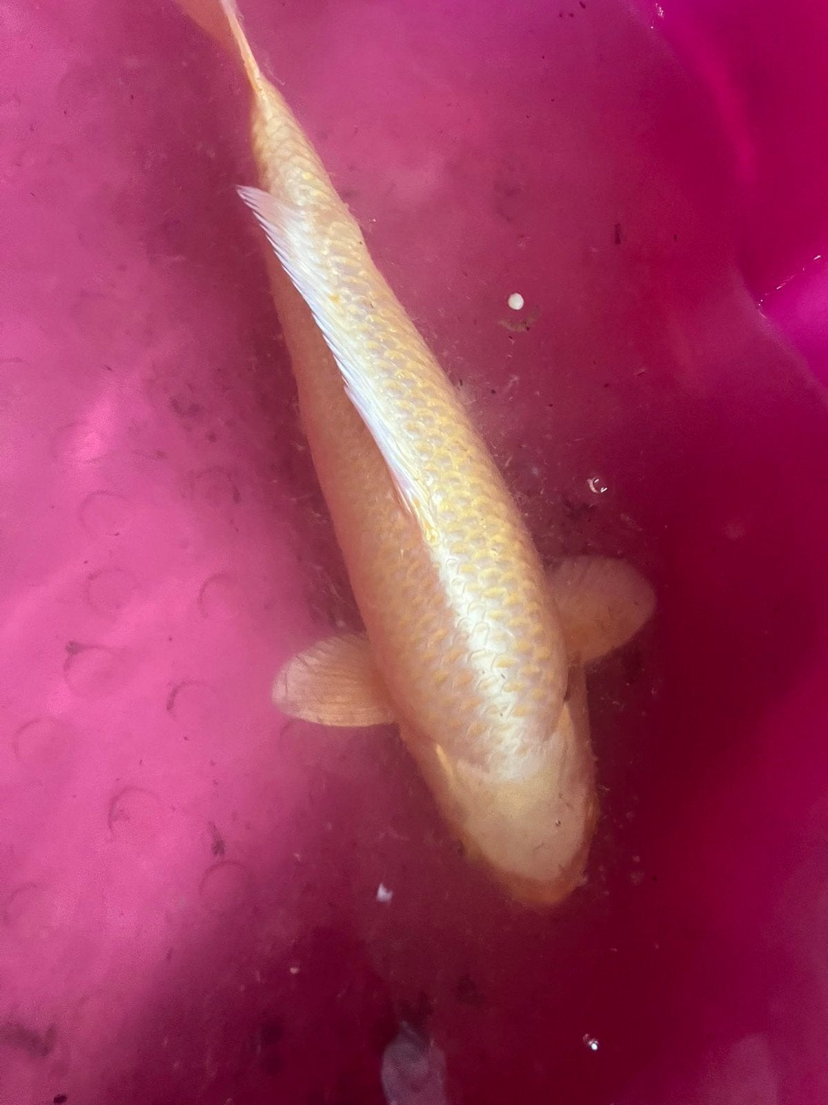 Yamabuki koi, Dieren en Toebehoren, Karper of Koi