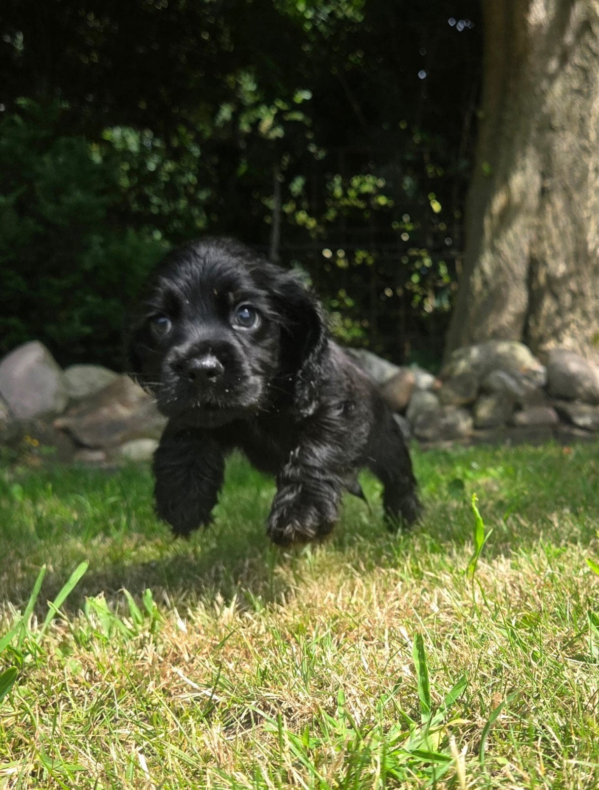 Cocker spaniël pups., 8 tot 15 weken, Parvo, Meerdere, Nederland