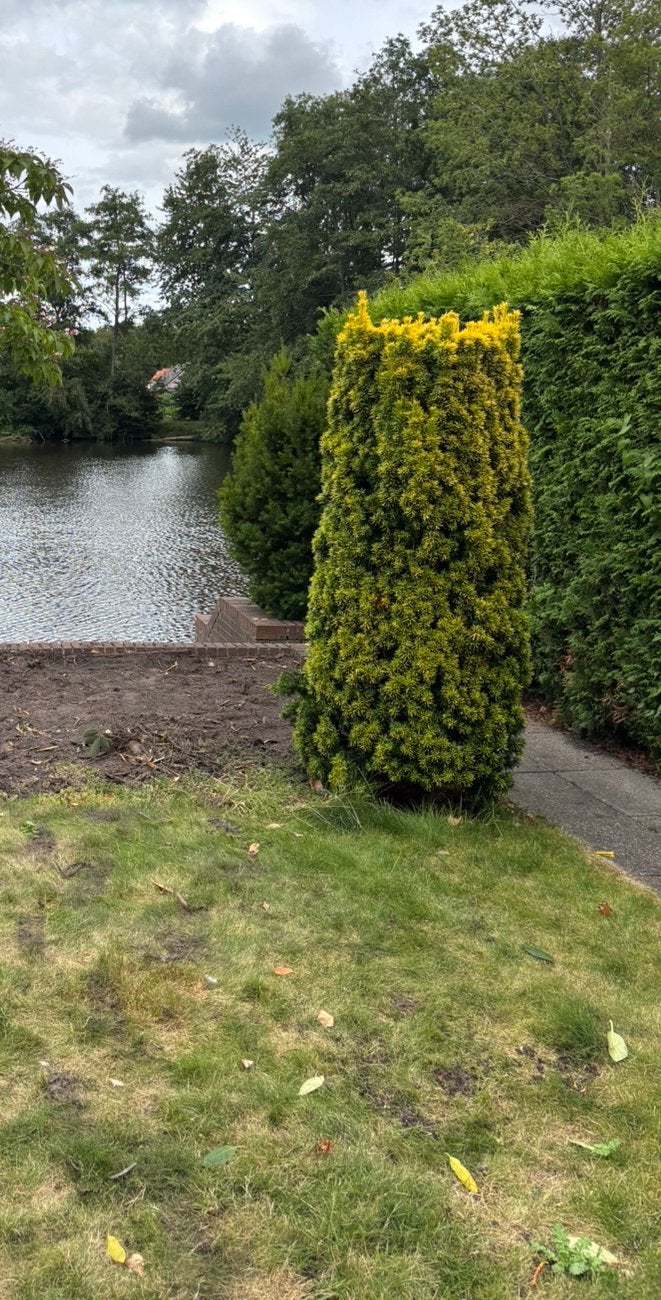 Gratis Taxus 4 stuks, Ophalen, Taxus