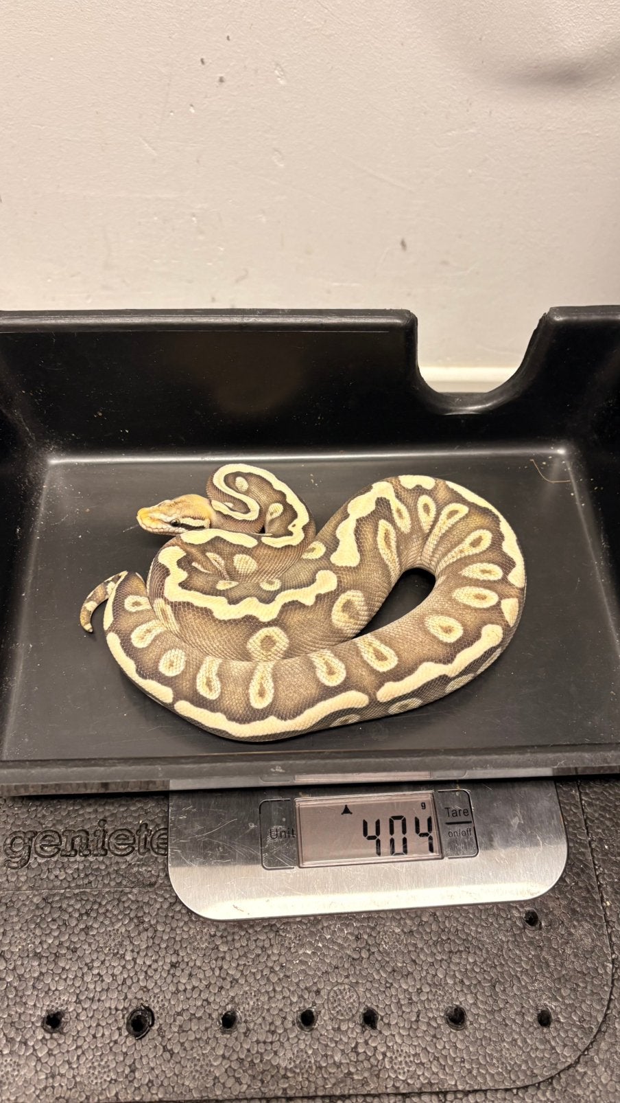 Pastel mojave ghi desert ghost ball python Ball Python photo 4