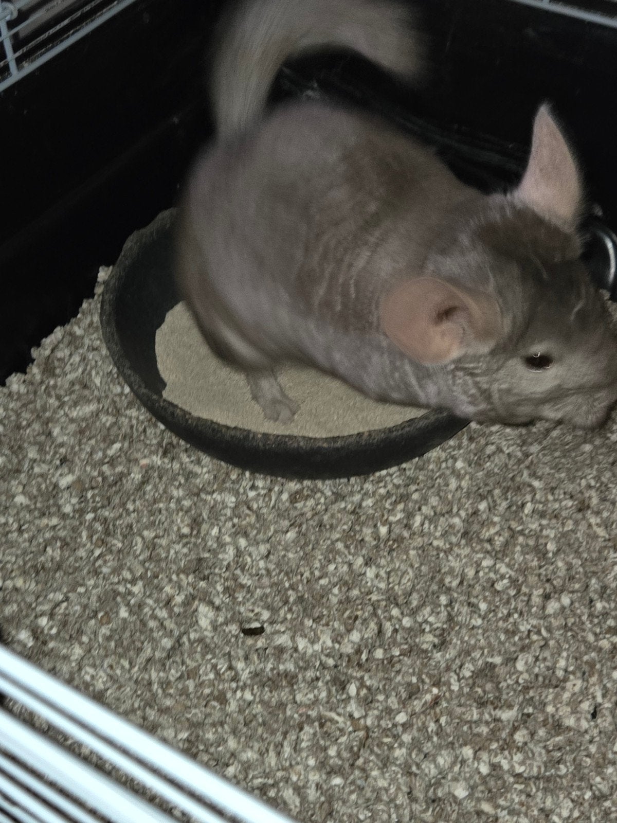 Gezocht een vriendje of vriendinnetje voor onze chinchilla., April, Mannelijk, Chinchilla