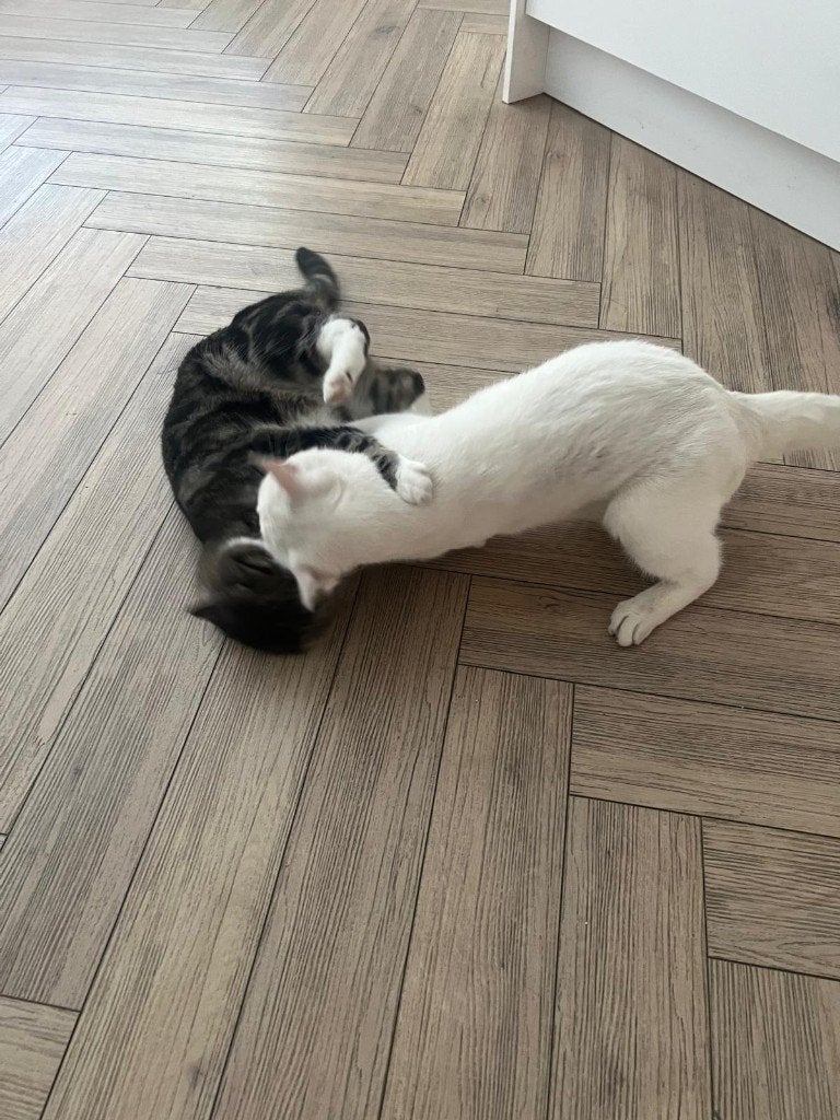 2 lieve katten zoeken nieuw thuis, gratis af te halen, Meerdere dieren, Langharig, 0 tot 2 jaar