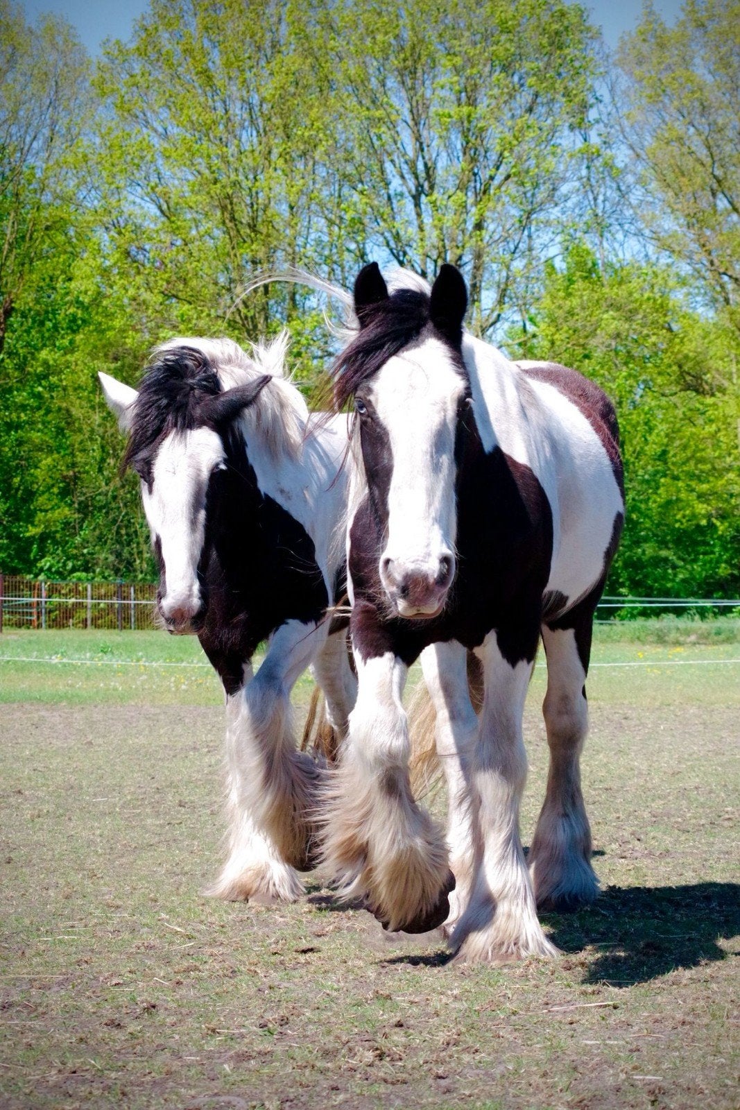 Tinker merrie zwartbont, Dieren en Toebehoren, Merrie, Recreatiepaard