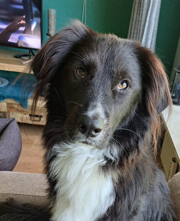 Milo zoekt dringend een nieuw thuis, Dieren en Toebehoren, Honden | Niet-rashonden, Reu, Parvo, Eén hond, 3 tot 5 jaar