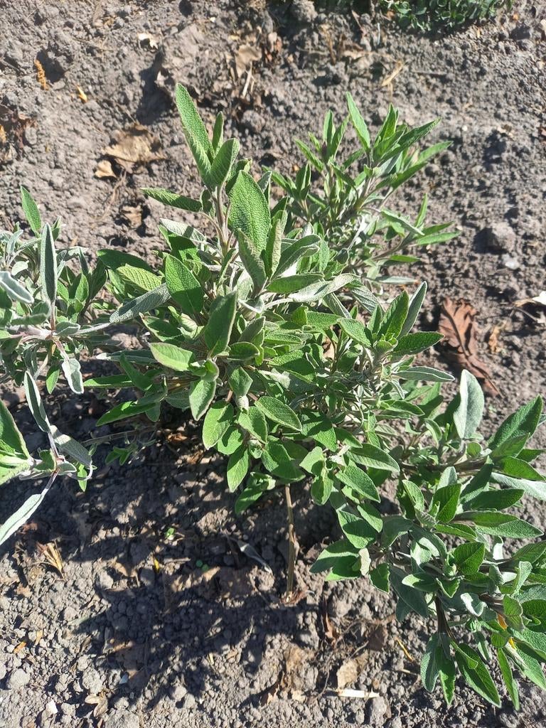 Biologische salie, Ophalen of Verzenden, Overige soorten, Minder dan 100 cm