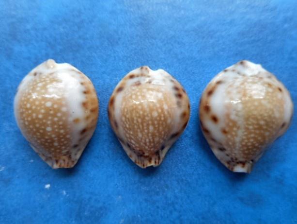 Schelpen: Cypraea lamarckii redimita phuketensis gem 22-28mm, Verzenden, Schelp(en)