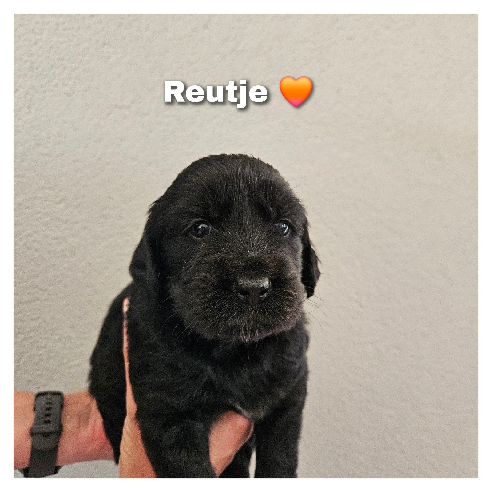 Prachtige Cocker Spaniel x Golden Retriever pups te koop, Dieren en Toebehoren, Honden | Retrievers, Spaniëls en Waterhonden, Golden retriever