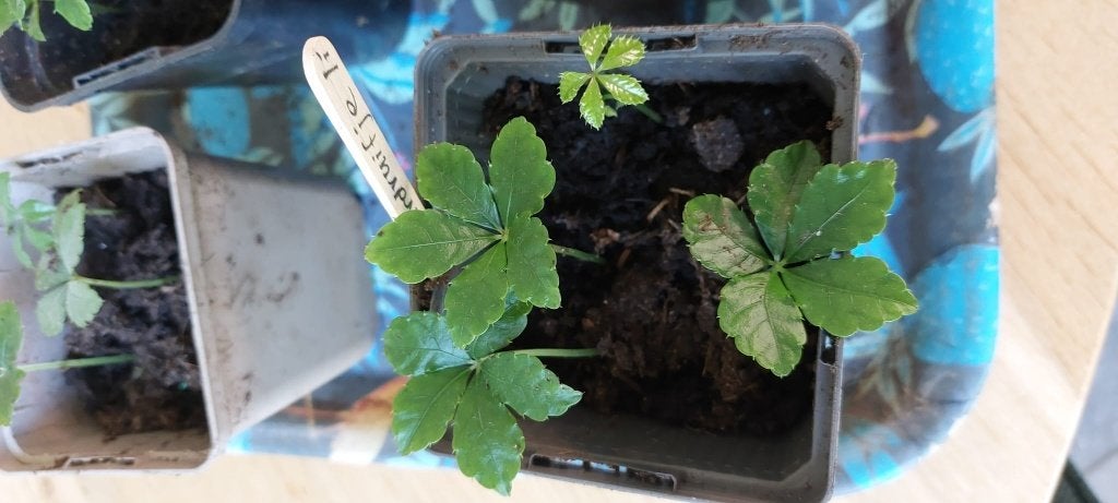 Stekjes Kamerplanten, Vaste plant, Bloeit niet, Halfschaduw, Ophalen