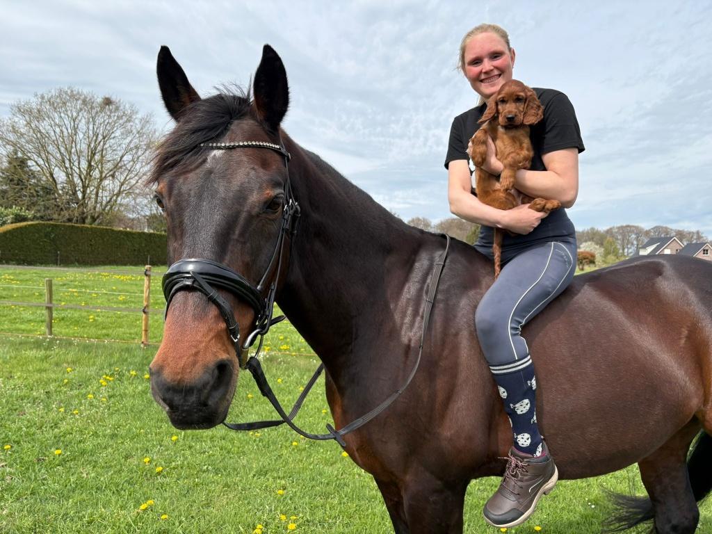 Les aangeboden op allround paard