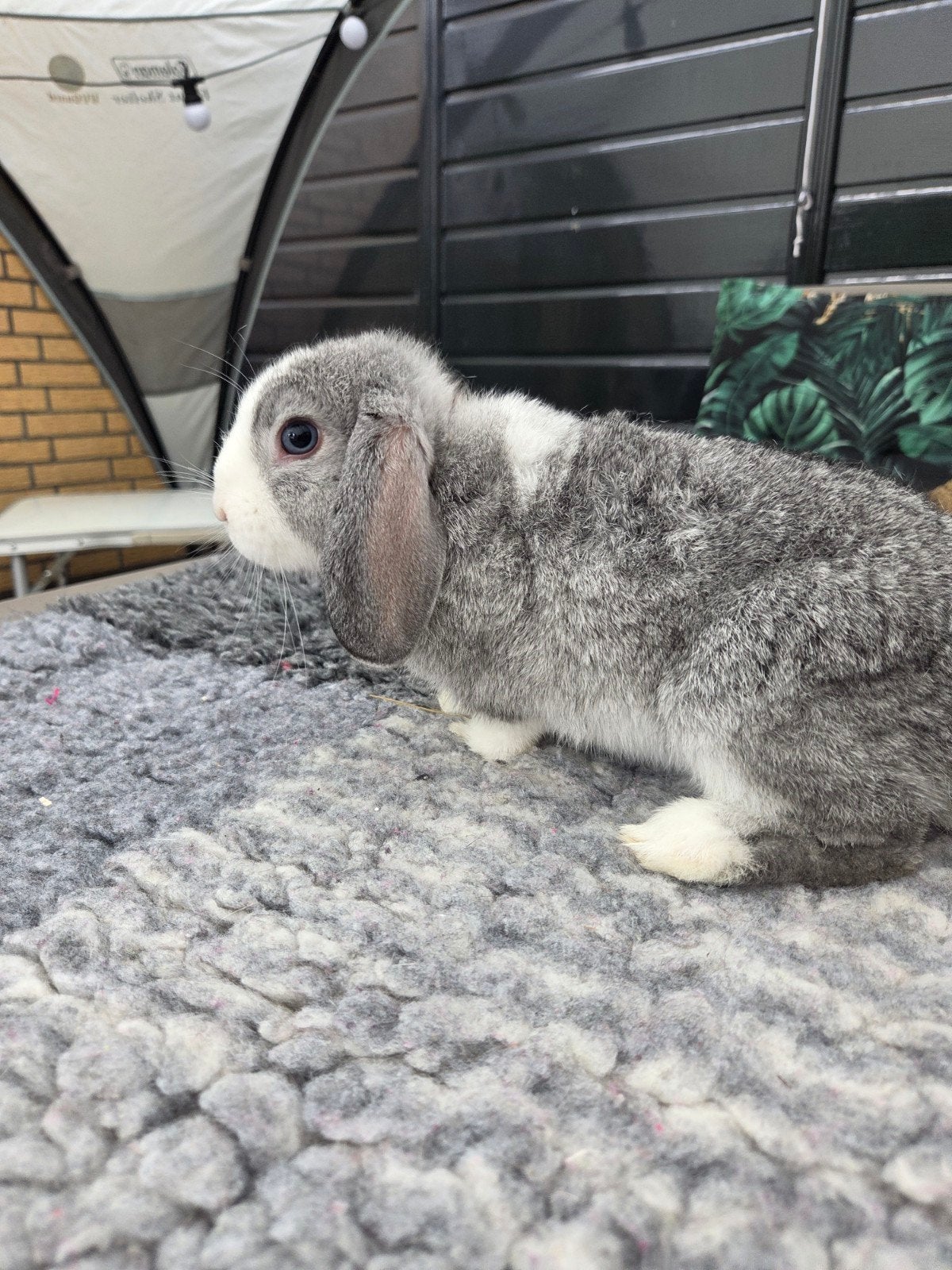 Minilop konijntjes mogen verhuizen, Dieren en Toebehoren, Konijnen, Meerdere dieren, Dwerg