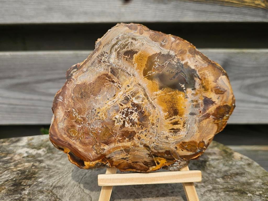 Mooie versteend hout schijf, Ophalen of Verzenden
