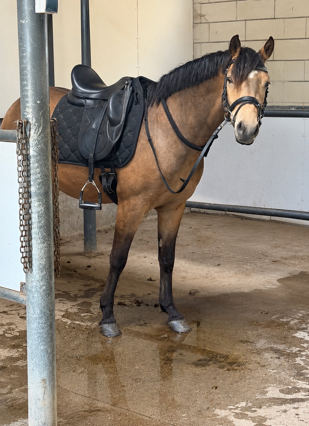 FEI prospect | 3,5 y/o | by Du Bois | Buckskin, Dieren en Toebehoren, Minder dan 160 cm, Met stamboom, Ruin, Zadelmak