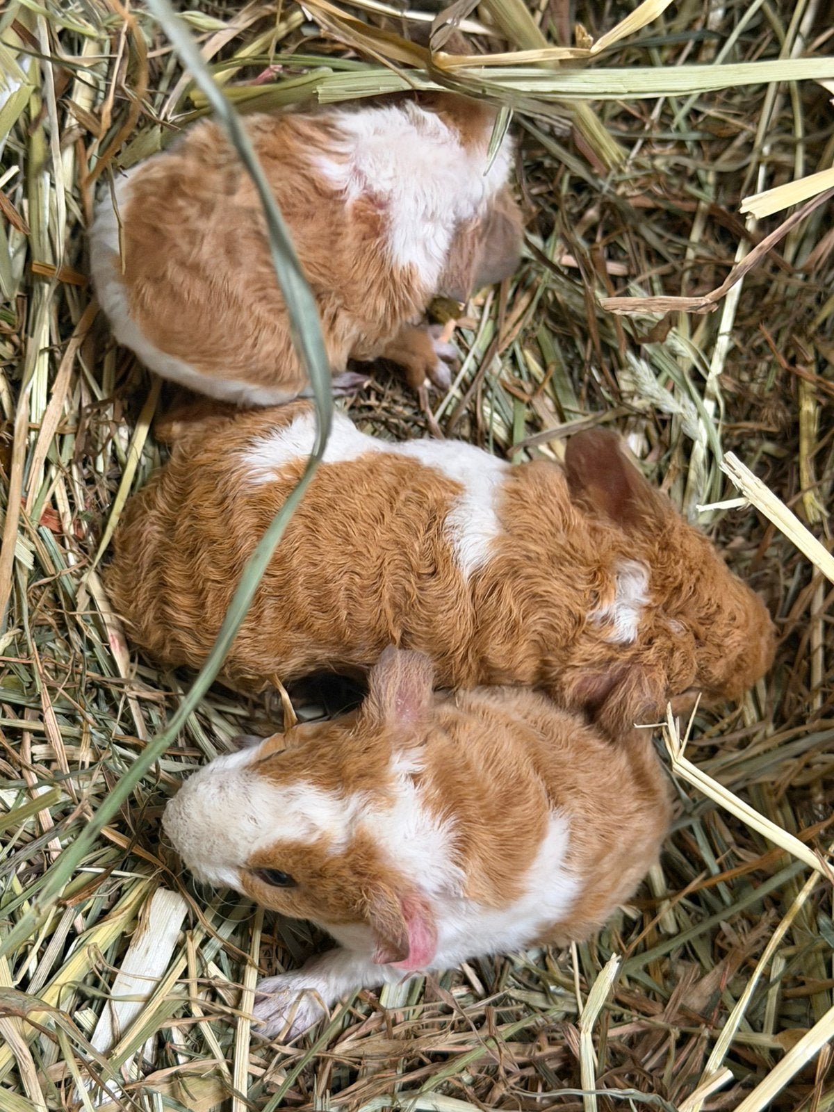 Gecastreerde cavia’s + ongecastreerde ras cavia, Cavia, Juni, Mannelijk, Tam
