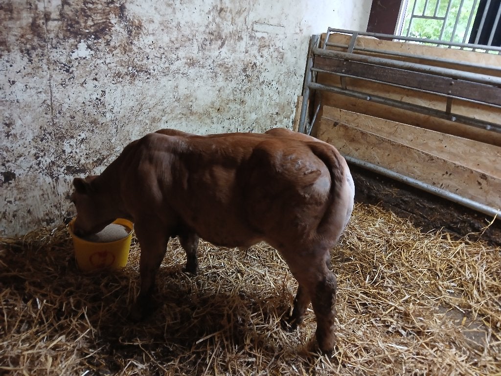 Tekoop mooie luxe dikbil stieren, Dieren en Toebehoren, Runderen, Mannelijk, 0 tot 2 jaar