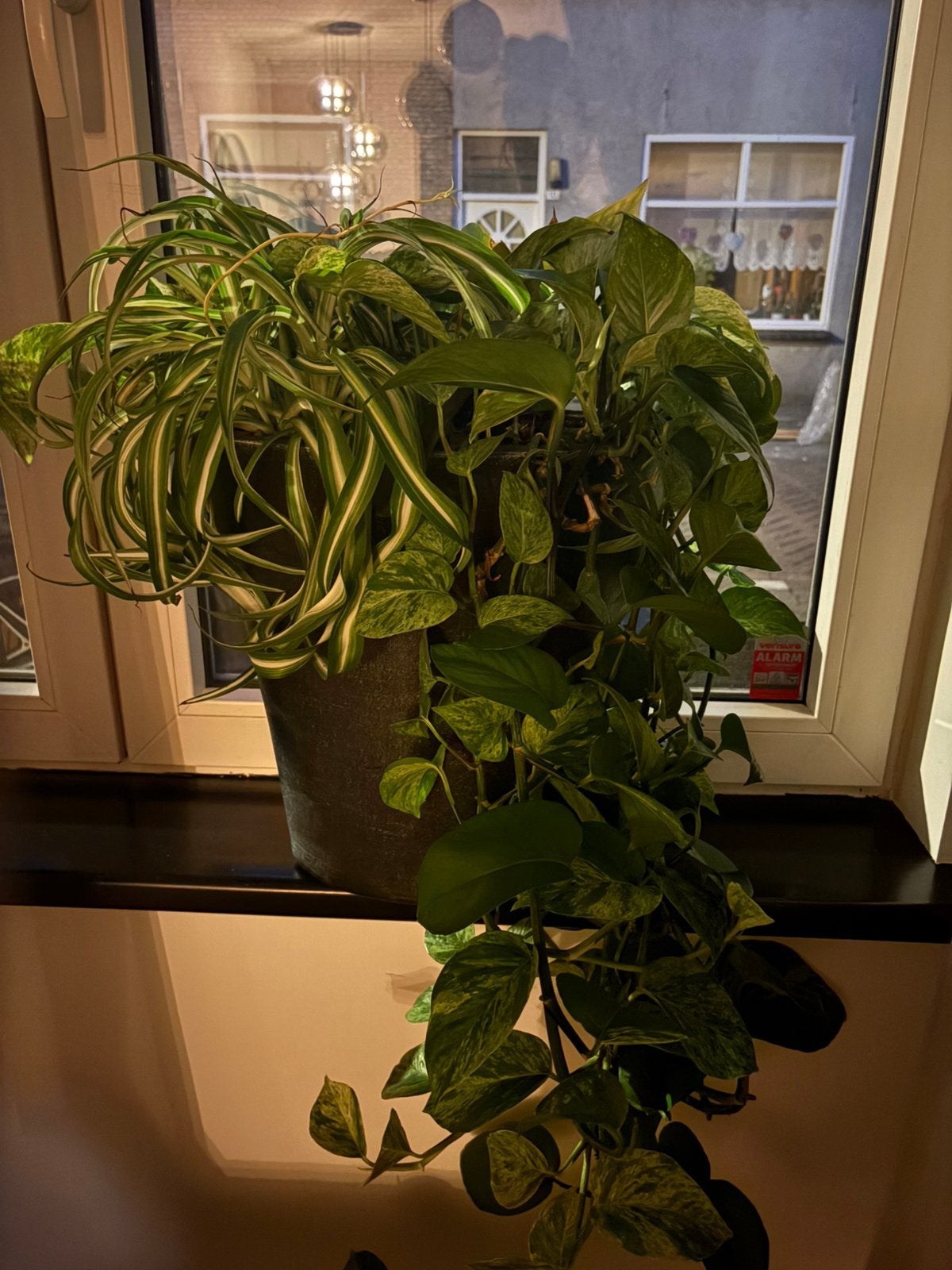 2 mooie vazen met planten, Ophalen, Halfschaduw, Minder dan 100 cm