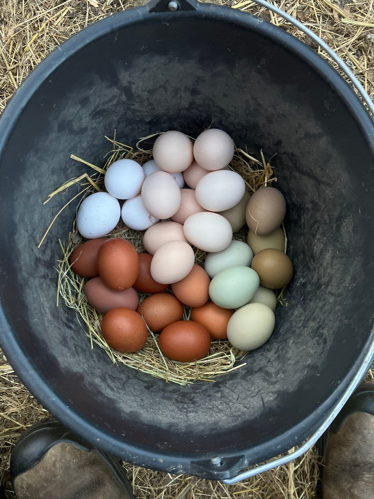 Broedeieren in verschillende kleuren van diverse rassen, Dieren en Toebehoren, Geslacht onbekend, Kip