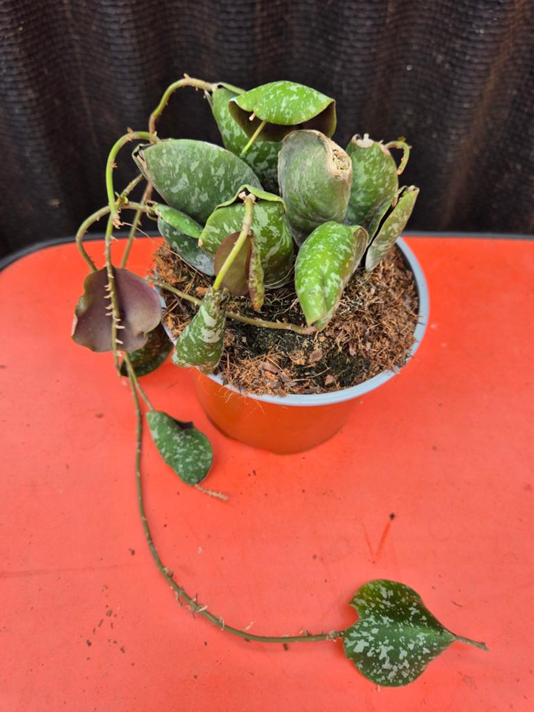 Hoya Imbricata p12, Ophalen of Verzenden, Halfschaduw, Minder dan 100 cm