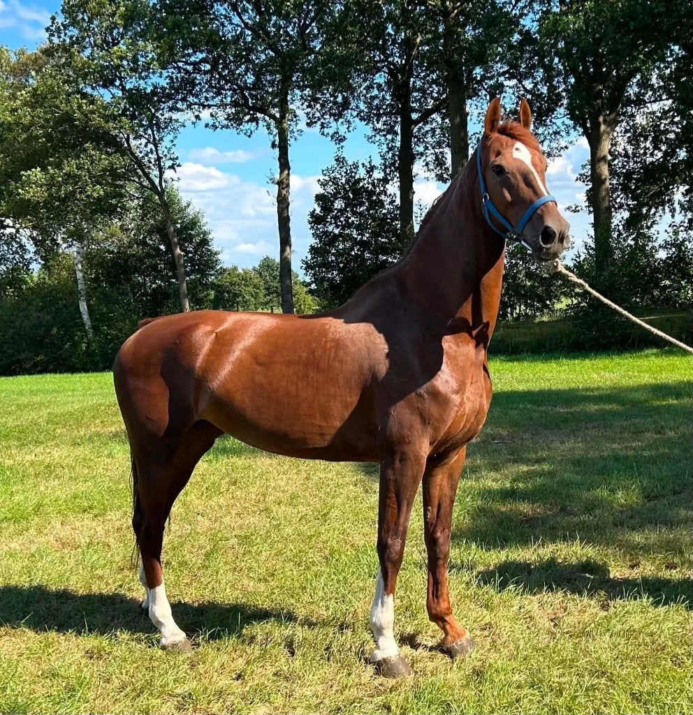 tuigpaard merrie, Dieren en Toebehoren, Merrie