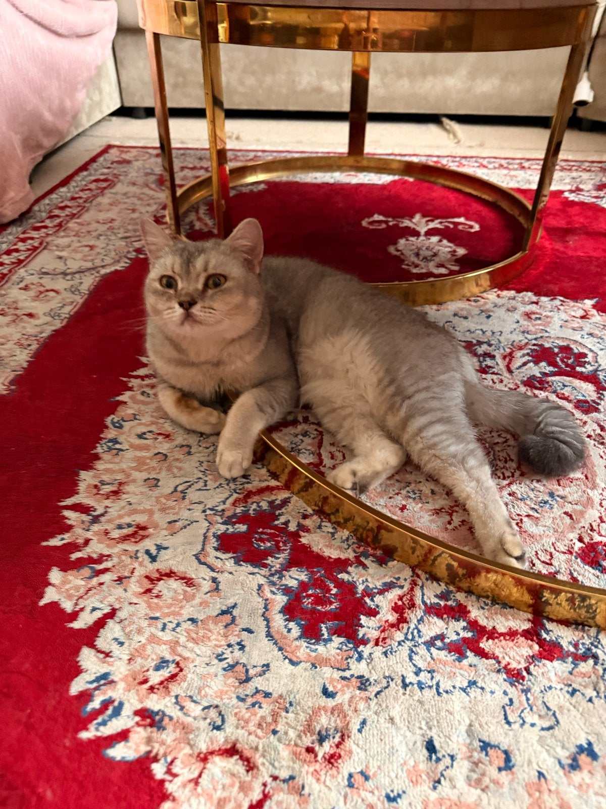Mooie British Shorthair Silver poes – 1 jaar en 2 maanden, Dieren en Toebehoren, Poes, Kortharig, 0 tot 2 jaar