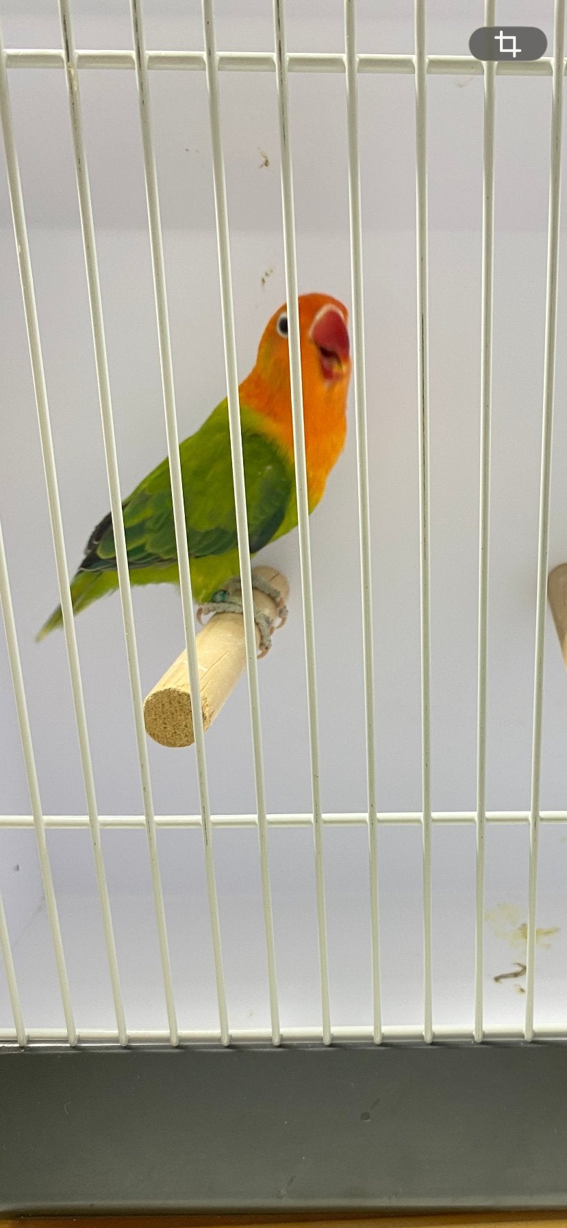 Agapornis fischerie, Meerdere dieren, Dwergpapegaai of Agapornis, Geringd