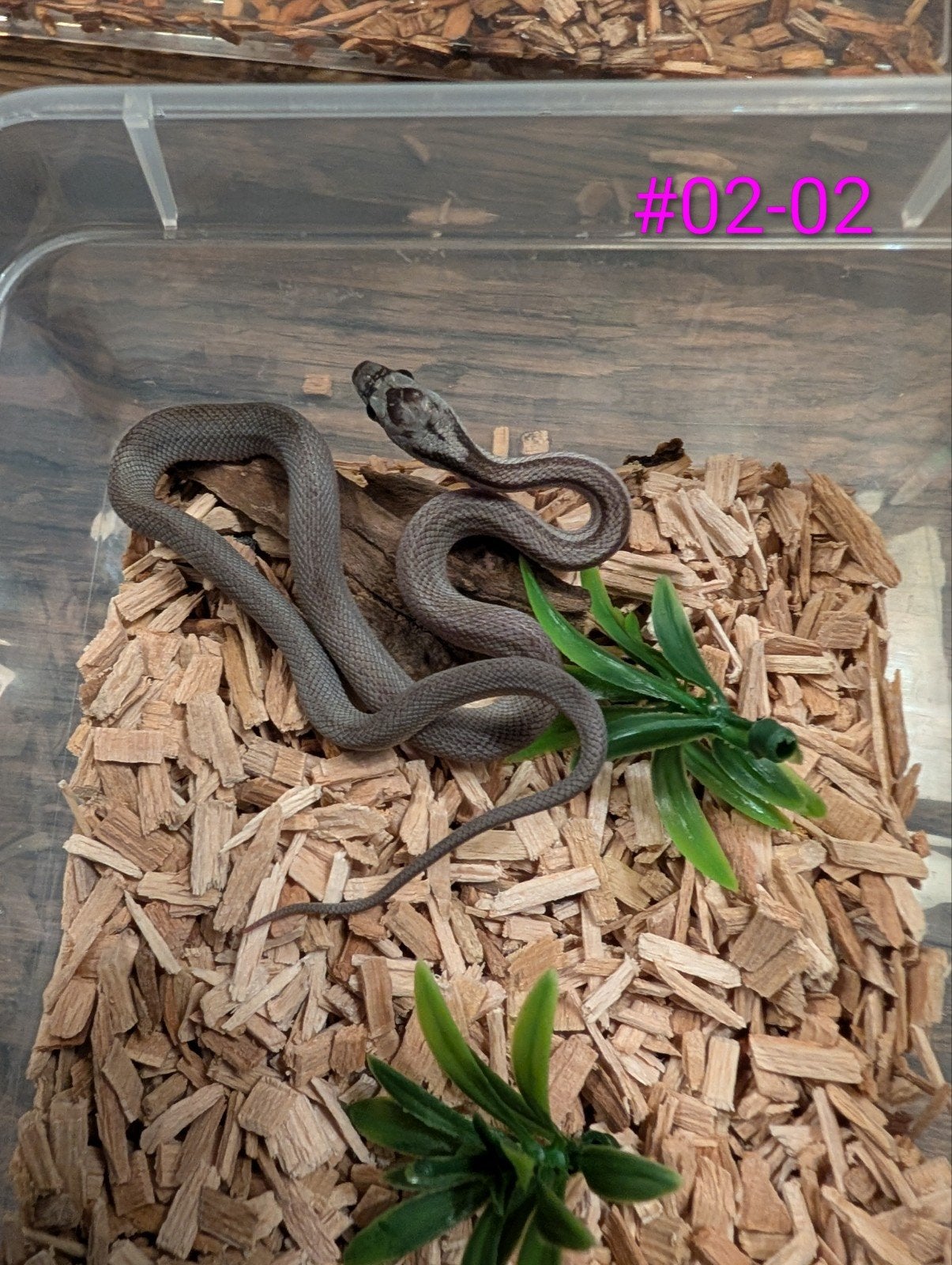 Schitterende diffused korenslangen/rattenslangen Corn Snake photo 2