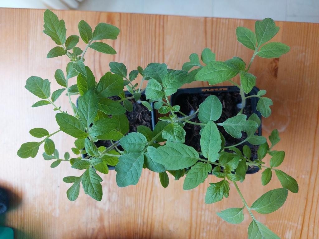 cherrytomaten, courgette, snack komkommer en muntplantjes, Tuin en Terras, Planten | Tuinplanten, Ophalen, Eenjarig, Groenteplanten