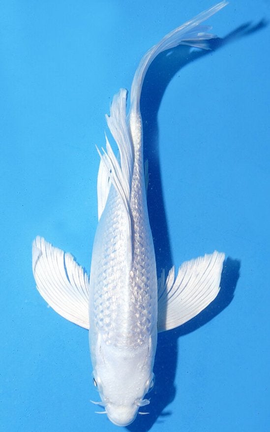 Japanse butterfly koi!! Platinum, ginrin, gold, yellow, Dieren en Toebehoren, Vissen | Vijvervissen, Karper of Koi