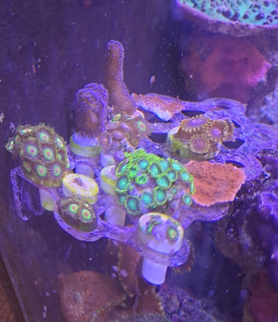 Diverse zoa/button koralen, Dieren en Toebehoren, Vis