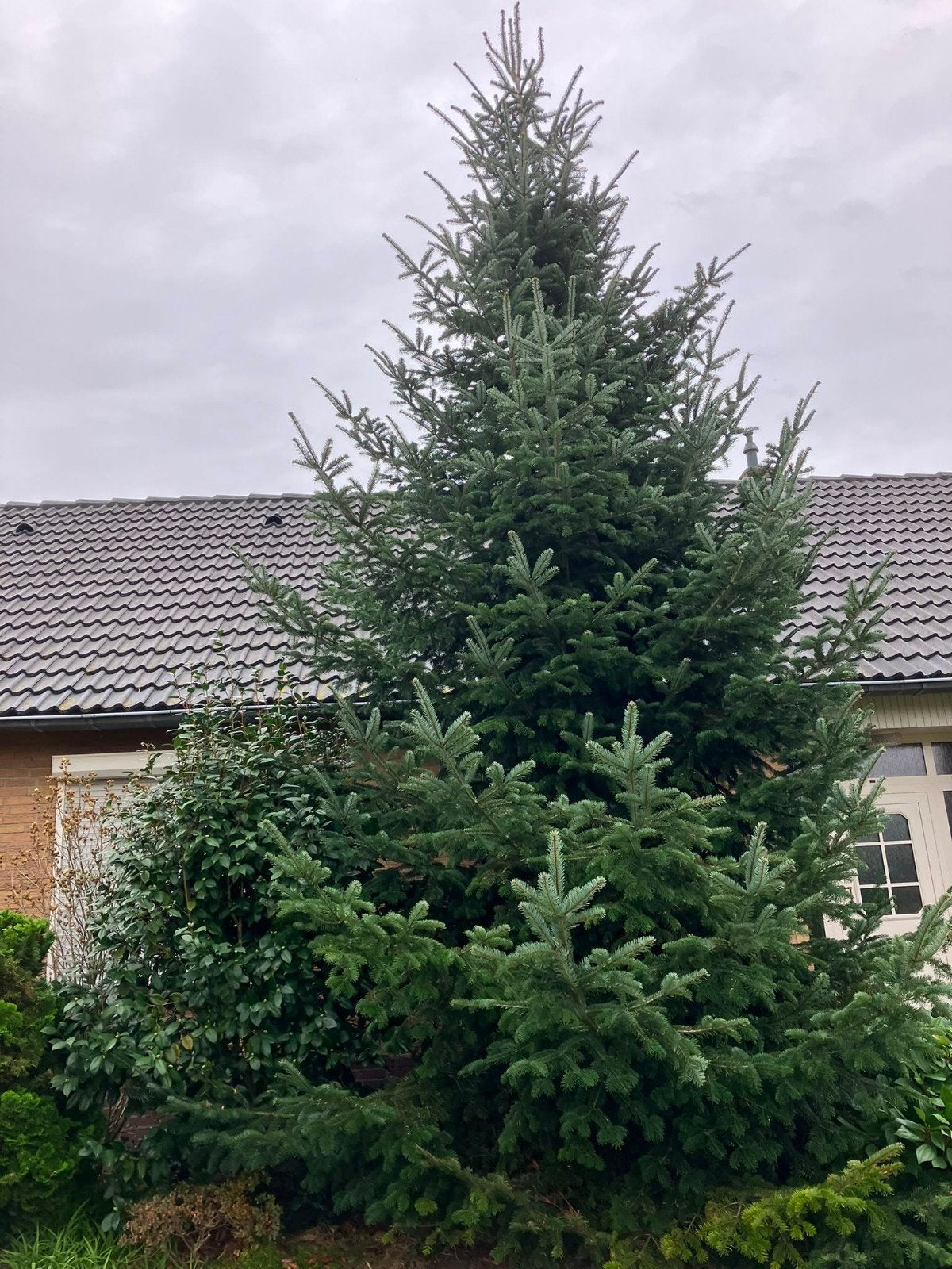 Prachtige Nordmann (kerst)boom +-8 meter, Winter, Overige soorten, 400 cm of meer, Ophalen