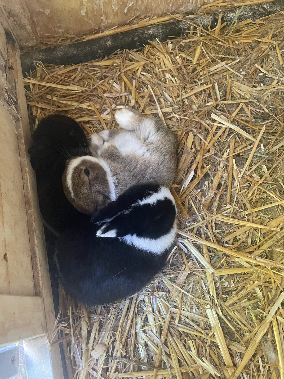 Jonge baby konijntje mag weg, Mannelijk, Dwerg, Hangoor